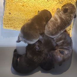 French Bulldog puppies from Arralaine Pups