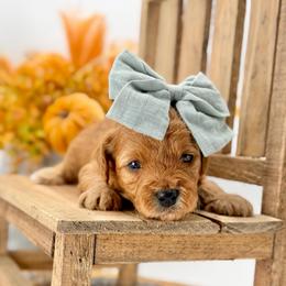 Patsy - Red  female Goldendoodle puppy in Queen Creek, Arizona from Goldendoodle AZ