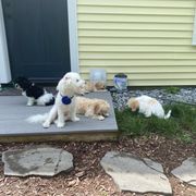 Cavachon Puppies from Clair’s Cavachon’s of Mid Coast Maine