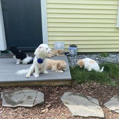 Cavachon Puppies from Clair’s Cavachon’s of Mid Coast Maine