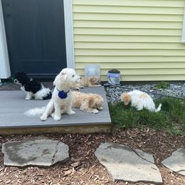 Cavachon Puppies from Clair’s Cavachon’s of Mid Coast Maine