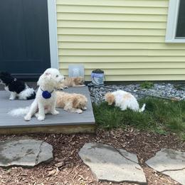 Cavachon Puppies from Clair’s Cavachon’s of Mid Coast Maine