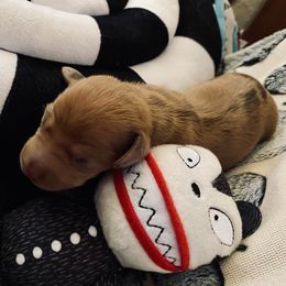 Sally - Dachshund puppy from DOXI.E.
