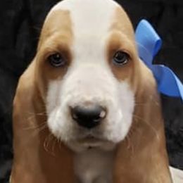 Basset Hounds from Elizabeth Bassets