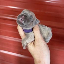 Purple collar girl - Blue fawn female French Bulldog puppy in Brooksville, Florida from Post Farm Rottweilers & French Bulldogs