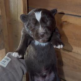 Boy 2 - Brown and white male Siberian Husky puppy in Iron River, Wisconsin from Wiemeri Siberians