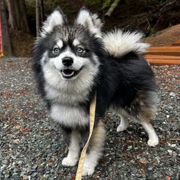 Dutch - Pomsky