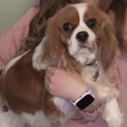 Savannah - Cavalier King Charles Spaniel