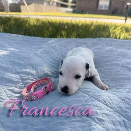 Francesca - White and black female Dalmatian puppy in Mount Vernon, Missouri from Spots & Spirals