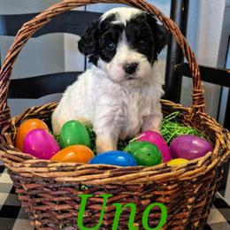 Uno - Parti male Labradoodle puppy in Sussex, Wisconsin from Dancing Doodles