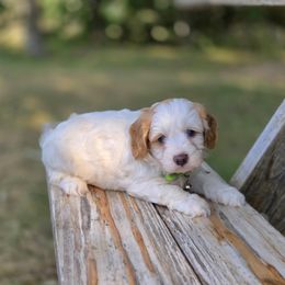 Meet Rembrandt :) - Red male Cavapoo puppy in Centerville, Iowa from Barnyard Dachshunds, Dals & Doodles