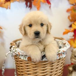 Ms White - Golden female Golden Retriever puppy in Overton, Nevada from Sinfully Sweet Kennel