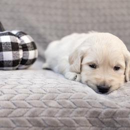 Golden Retriever Puppies from Sandy Acres Golden Retrievers