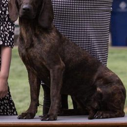 Hanoverian Scenthounds from Skyward Hanovarian Scent Hounds