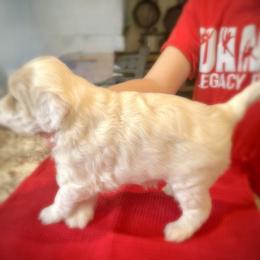 Tinker Bell - Cream female Goldendoodle puppy in Bountiful, Utah from PJs Puppy Love