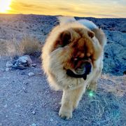 Harry - Chow Chow