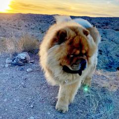 Harry - Chow Chow