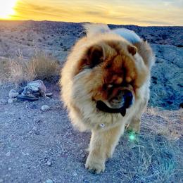 Harry - Chow Chow
