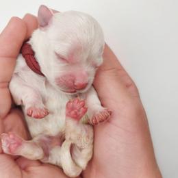 Companion Cross, Maltese, and Maltipoo Puppies from Seeking Shalom Acres Maltese, Maltipoos & Havamalts