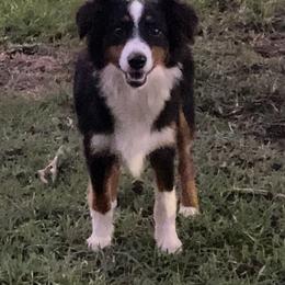 Frannie - Miniature American Shepherd