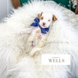 W E L L S - Red  male Goldendoodle puppy in Cedar City, Utah from Cedar Doodles- Home of the Teddybear Goldendoodle