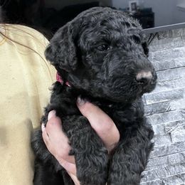 Puppy 13 - Black female Whoodle puppy in Corinth, Maine from Whoodles of Maine