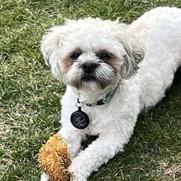 Shih Tzus from Rodgers Puppies & Charles’s Tribe