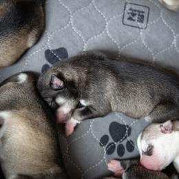 Siberian Husky Puppies from Ivie Huskies