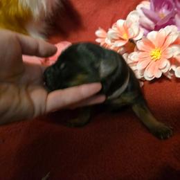 Boy 4 - Black and red male German Shepherd puppy in Coupeville, Washington from Von Hilkey Shepherds