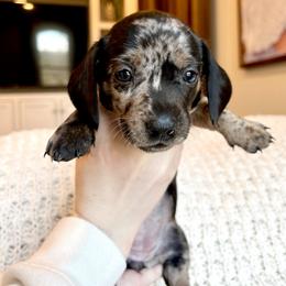 Girl 3 - Dapple female Dachshund puppy in Hollidaysburg, Pennsylvania from Weenie Bros