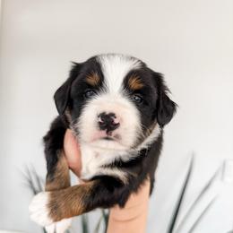 Charlie - Black tri male Miniature Australian Shepherd puppy in Goldsboro, North Carolina from Maple Ridge Farm