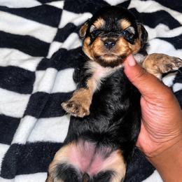 Mary Ann 2500 - Black and tan female Yorkipoo puppy in Gastonia, North Carolina from Banks Dynasty Kennel