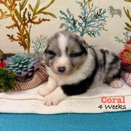 Coral - Blue merle female Australian Shepherd puppy in El Dorado Springs, Missouri from OR Aussies