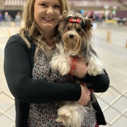 Biewer Terrier Puppies from Bouquet Biewers