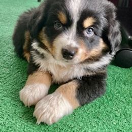 Miniature Australian Shepherd Puppies from Liberty Luck Mini Aussies