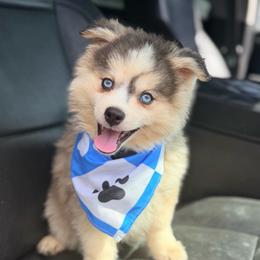Noodle - Gray and white male Pomsky puppy in Centerville, Iowa from LJ Kennels Pomskies, LLC