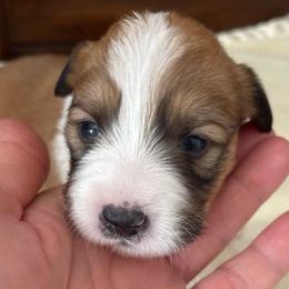 Ally - White and red Pembroke Welsh Corgi puppy in Macomb, Michigan from Corgiland Ranch
