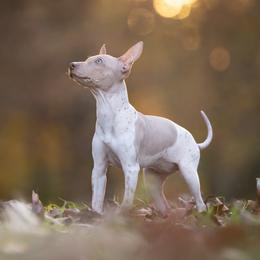 American Hairless Terrier Puppies from Fable American Hairless Terrier