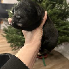 Male 1 - male Golden Mountain Dog puppy in Montrose, Michigan from Spraggins Sweet Acres