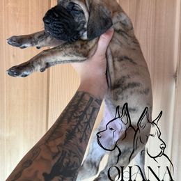 Jaycee - Brindle female Great Dane puppy in Michigan from Ohana Great Danes of Michigan