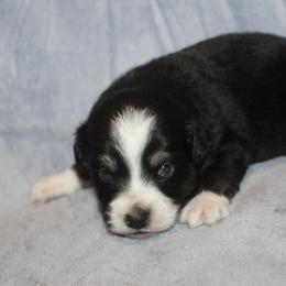 Jingle - Black tri-color male Aussiedoodle puppy in Loretto, Tennessee from K Kountry Farm