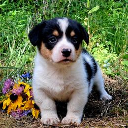 John Hancock - Black and white male American Corgi puppy in Gouverneur, New York from St. Lawrence Corgis