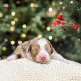 Theo - Brown merle male Aussiedoodle puppy in Sharpsburg, Georgia from Steindoodles