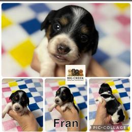 Fran - Piebald female Dachshund puppy in Durant, Oklahoma from Big Creek Mini Dachshund