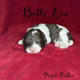 Betty Lou - Tri-color female Bernedoodle puppy in Gentry, Arkansas from WWBar Bernedoodles