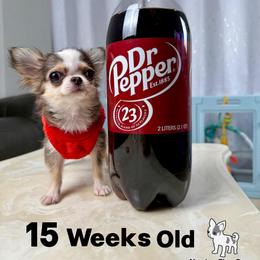 Peeps 8,000 - Black sabled fawn female Chihuahua puppy in Naples, Florida from Naples Tiny Dogs
