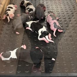 Girl 4 - Slate female Chinese Crested puppy in Auburn, Kansas from TopBrass Kennels