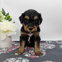 Lily - Tri-color female Bernedoodle puppy in Granton, Wisconsin from Rose River Farms
