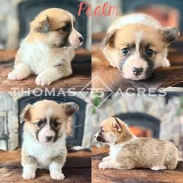 Psalm - Red female Pembroke Welsh Corgi puppy in Raymond, Illinois from Thomas Acres