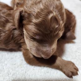 Orange collar (Bud) - Apricot male Poodle puppy in Stephentown, New York from Creme de la Poodle, standard poodles